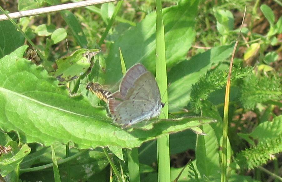 Lycaenidae da ID